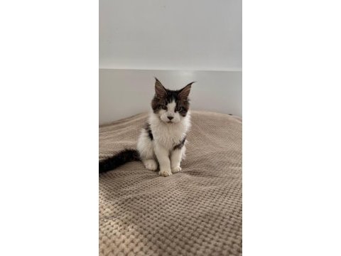 Nadir renklerde safkan maine coon yavruları