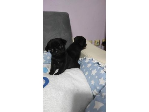 Siyah pug bebekler