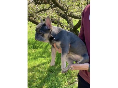 Blue and tan french bulldog choco, ısabella, fluffy carrier