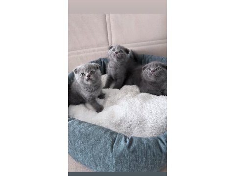 Scottish fold yavrular