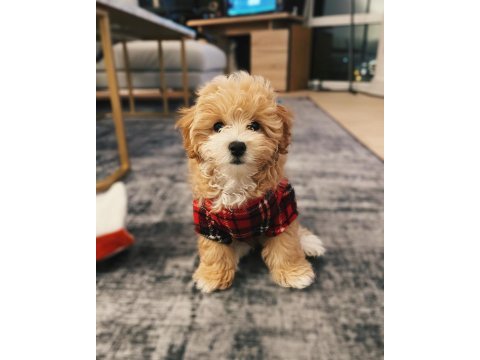 Ev ortamına en uygun ırk maltipoo yavrular