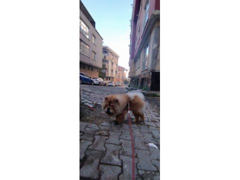 Chow chow köpeğimiz 2.5 yaşında erkek gibi erkek
