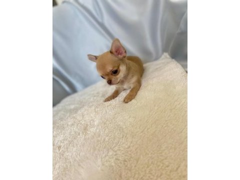 Karamel chihuahua (şivava) kardeşler