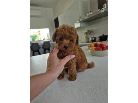 Aşılı sağlıklı toy poodle yavrular