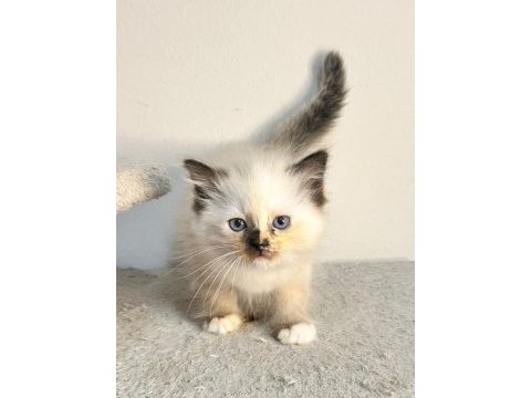 Seal tortie mitted ragdoll yavrular
