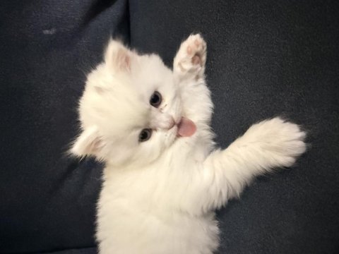 British shorthair yavru