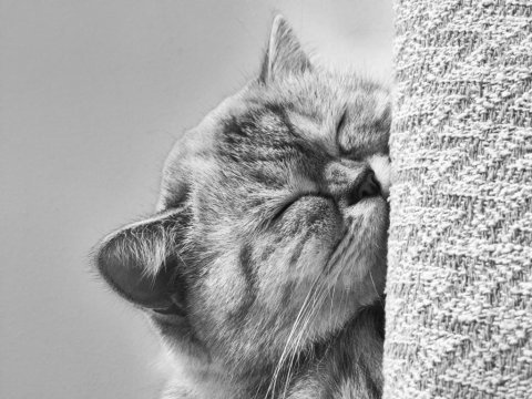 1.5 yaşında british shorthair