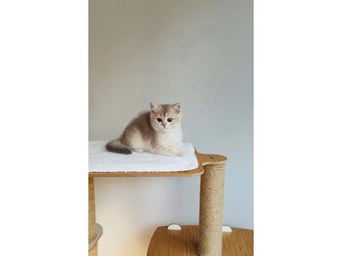 Safkan anne baba şecereli british shorthair ay11 kodunda