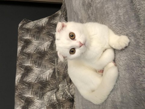 Gayet sağlıklı ve oyuncu scottish fold