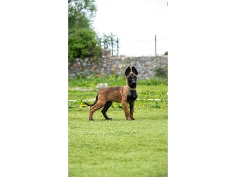Fcı/kıf şecereli şampiyon kan hattı malinois yavrular