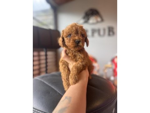 İçinizi ısıtan toy poodle bebekler