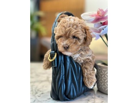 Maltipoo bebeklerimiz gelmiştir