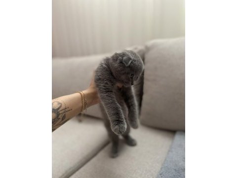 Scottish fold kedimizi sahiplendiriyoruz.