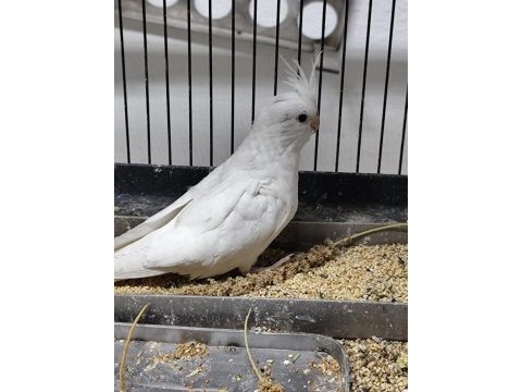 Yavru sultan papağanı çift