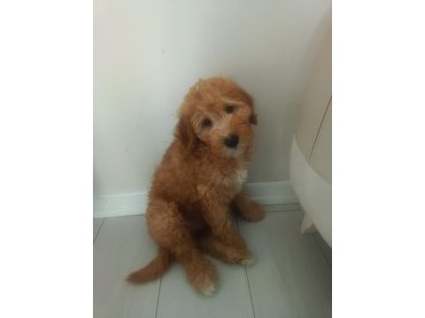 Toy poodle 3 aylık