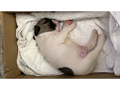 French buldog 1.5 aylık