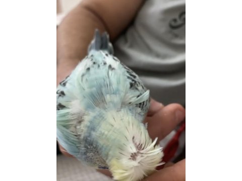 Show jumbo muhabbet kuşu