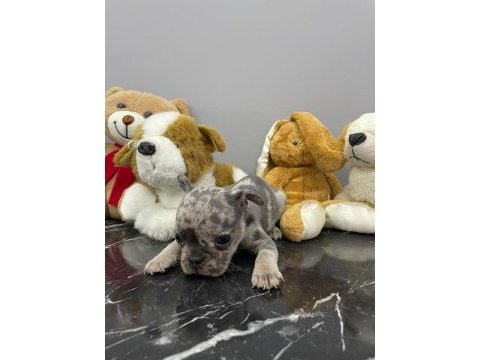 Üst düzey kalitede fluffy taşıyıcı bebekler