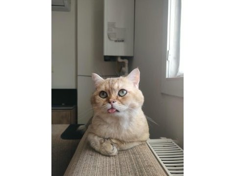 British shorthair 2 yaşında erkek