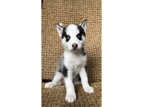 Harika masmavi göz husky yavrular