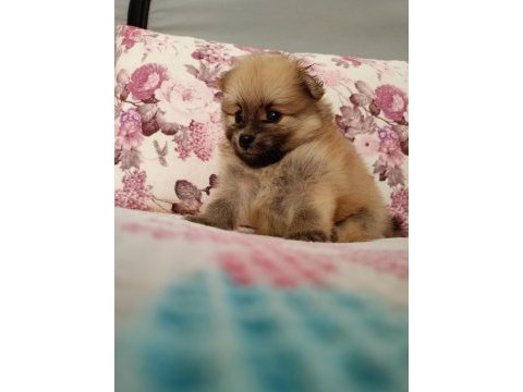 Uygun pomeranian yavrular