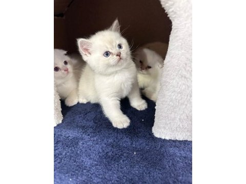 Yeni kedilerimiz yeni yuvalarına gitmeye hazırlar