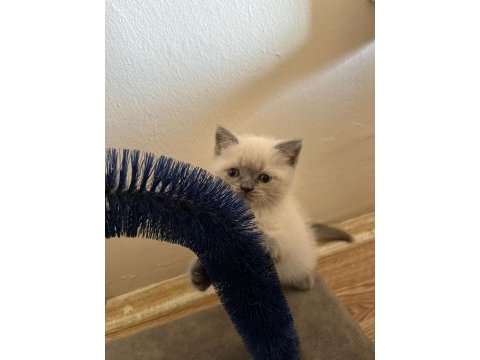 Müthiş güzellikte blue point british shorthair kızımız