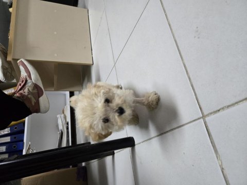 Dişi maltipoo