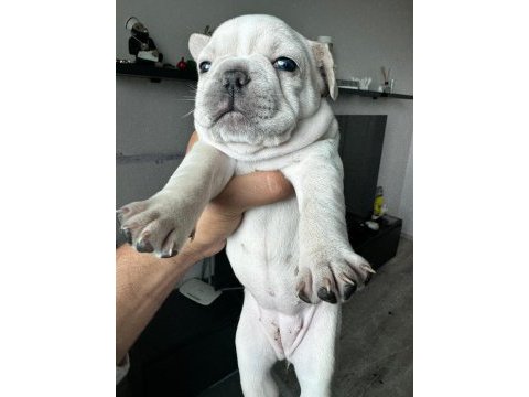 Egzotik french bulldog yavrular