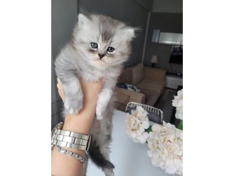 Üst kalite british longhair yavrularım teslime hazır!!!