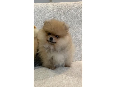 Orange pomeranian boo