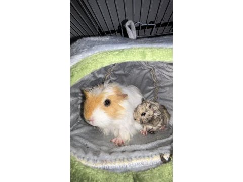 Harika bi ginepig miniğe yuva arıyoruz