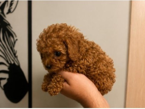 Toy poodle yavru erkek ve dişi yavrular ücretsiz teslimat