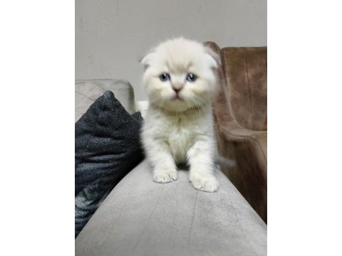 Scottish fold yavrularımız