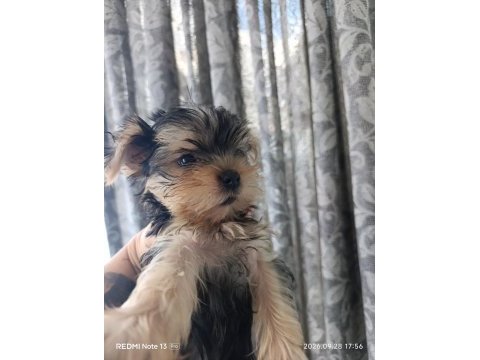 2 aylık yorki bebek köpekler