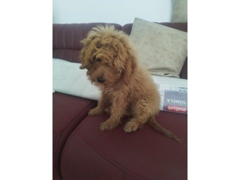 Aşıları yapılmış 3.5 aylık poodle