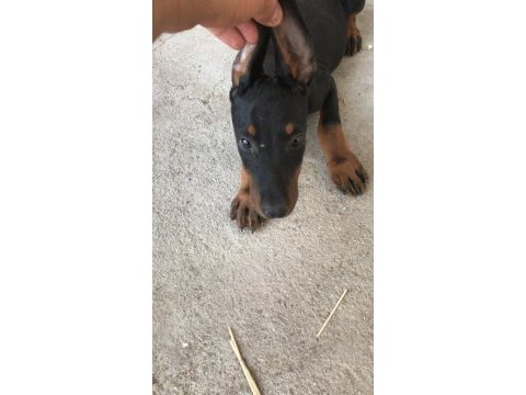 Sahiplendirme doberman