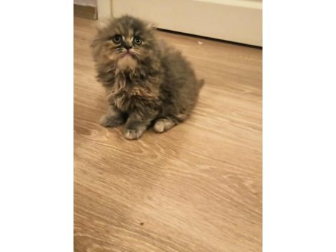 Son iki adet yavrum scottish fold
