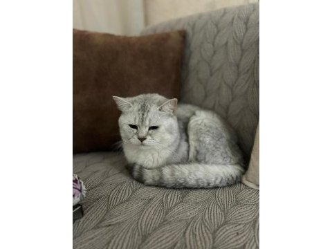2 yaşında erkek kedimiz