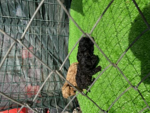 Toy poodle bebekler