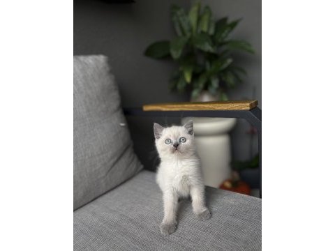 Brıtısh shorthair blue point yavrularım 