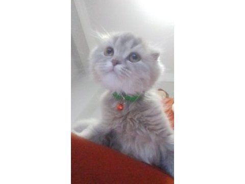 Scottish fold kırık kulak erkek kedimi sahiplendiriyorum
