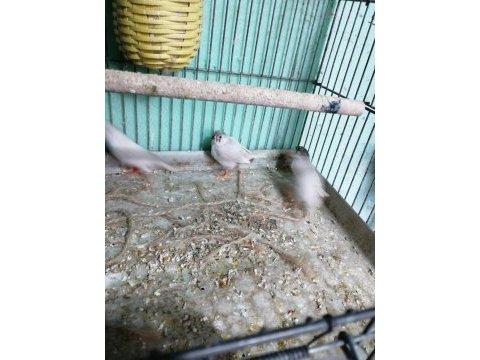 Zebra finch (hint bülbülü)