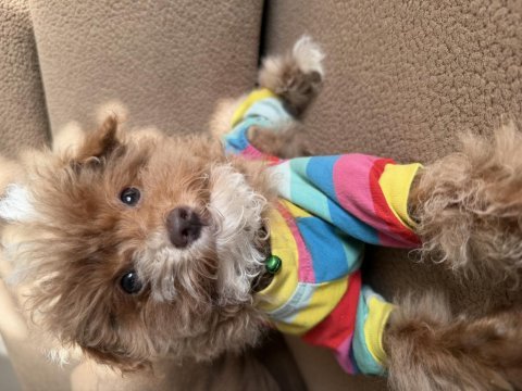 Safkan renkli gözlü güzel yüzlü teacup toy poodle
