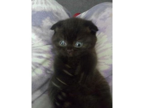 45 günlük dişi yavru scottish fold