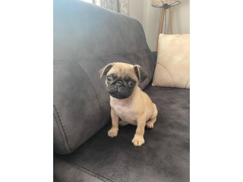 Pug dişi yavru