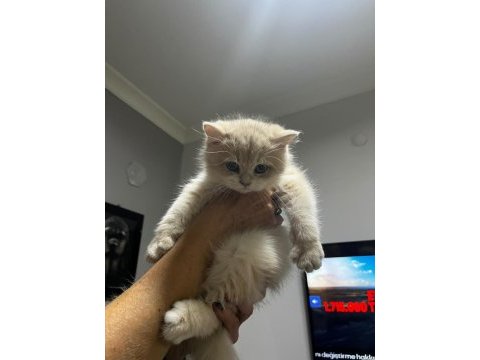 3 aylık golden british shorthair