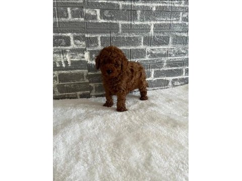 Orjinal toy poodle