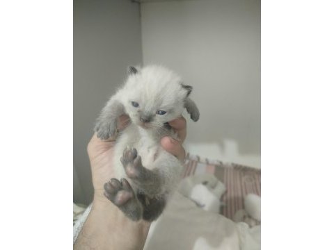 Blue point scottish fold