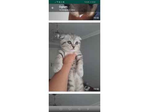 Scottish fold yavrular